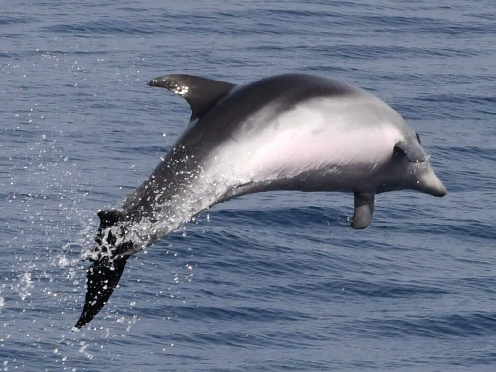 Grand Dauphin (Tursiops truncatus) bondissant hors de l'eau, révélant son ventre rose caractéristique, devant le Rocher de la Sorcière à Port-Leucate lors d'une Excursion dauphins à Canet