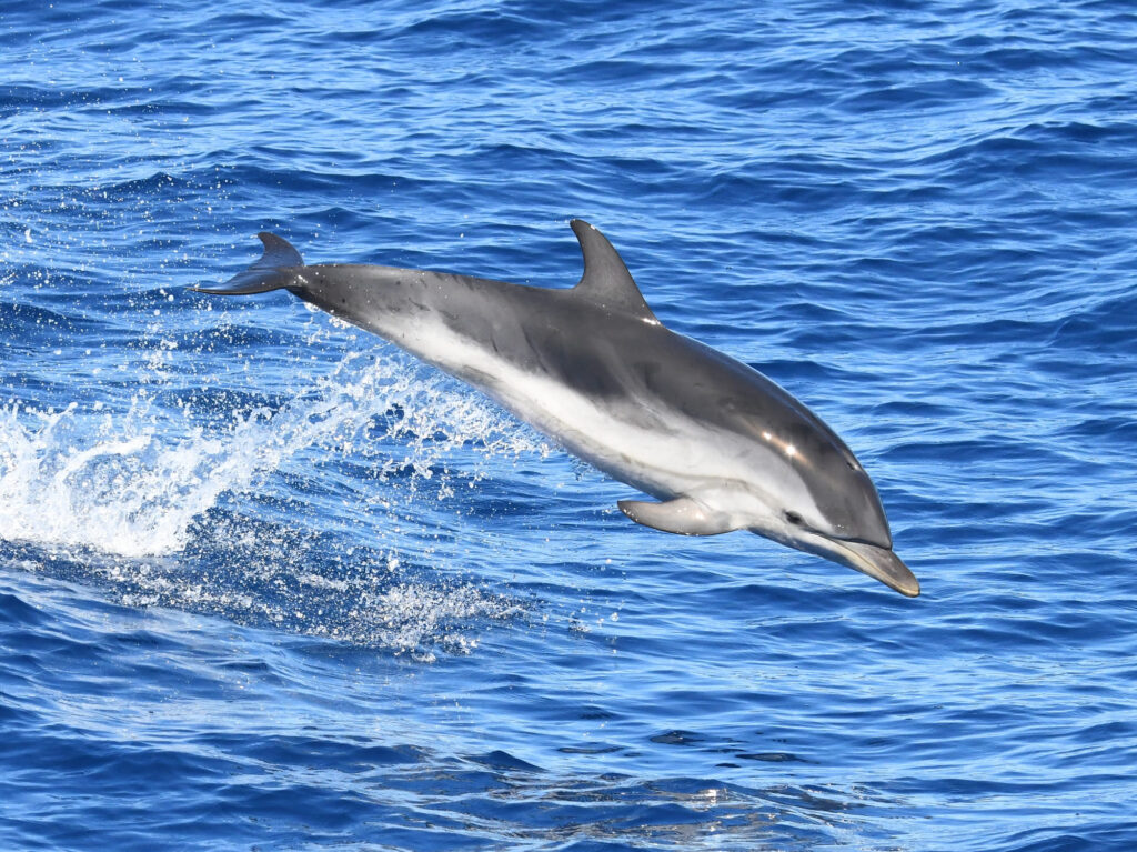 Dauphin bleu et blanc effectuant un saut tendu au-dessus de la mer au large de Canet