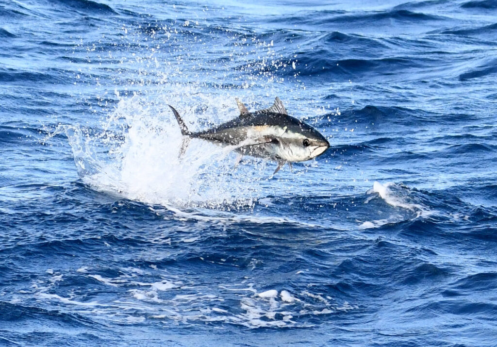 Jeune thon rouge bondissant hors de l'eau au large de Canet-en-Roussillon