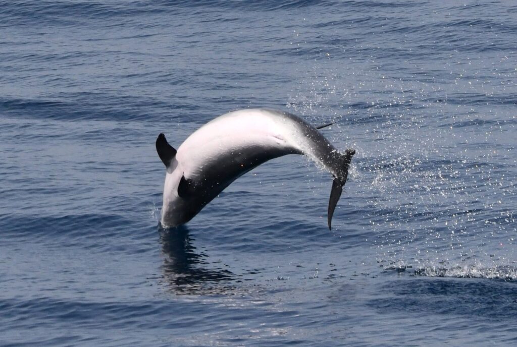 Photographie d'un Grand Dauphin (Tursiops truncatus) effectuant un saut complet hors de l'eau, révélant son ventre rose, au large de Port-Leucate et à proximité d'une bouée météorologique scientifique, lors d'une Excursion dauphins à Canet