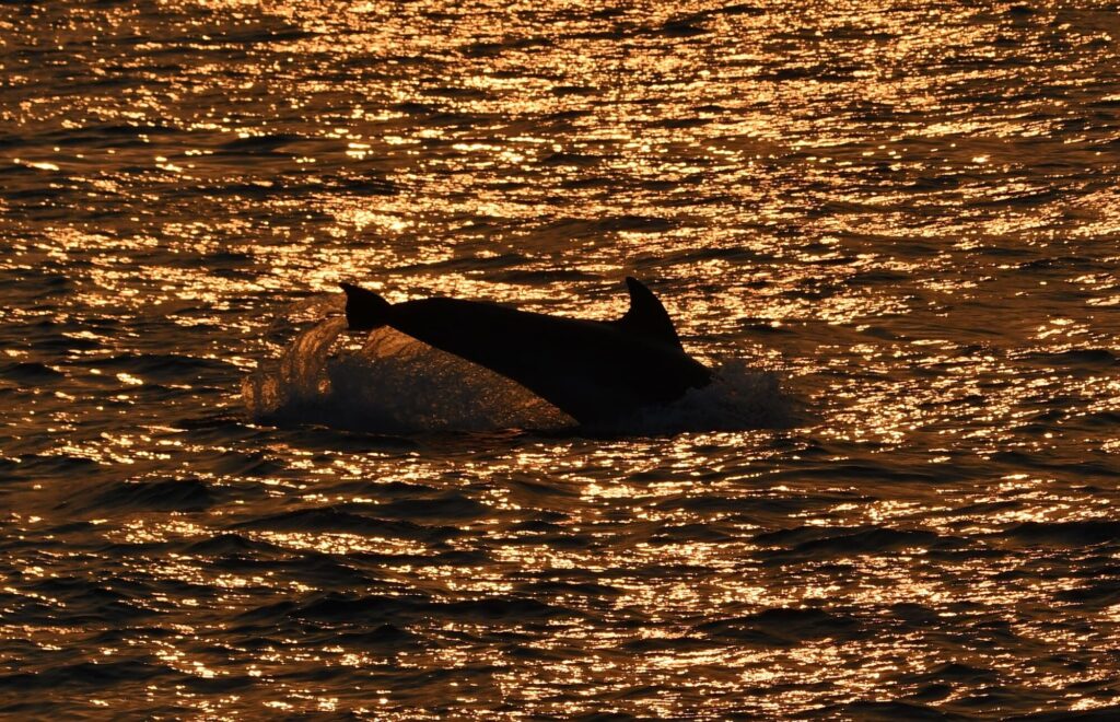 Photo d'une Sortie en Mer au Lever du Soleil au large de Perpignan. Un grand dauphin dresse sa nageoire caudale hors de l'eau avant de plonger en profondeur, sous les premières lueurs du jour depuis le catamaran Navivoile