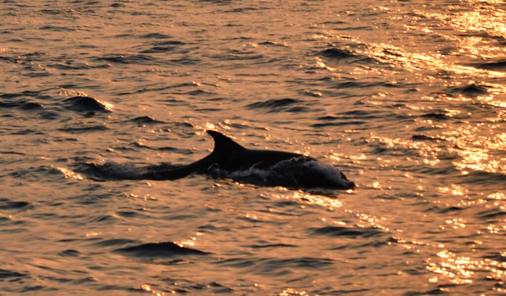 Photo d'une Sortie en Mer au Lever du Soleil face à Canet-en-Roussillon. Un grand dauphin pourchasse à grande vitesse un banc de poissons à la surface de l'eau, créant des éclaboussures argentées sous la lumière de l'aube depuis le catamaran Navivoile