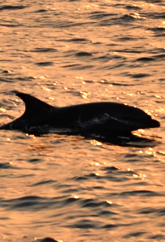 Sortie en Mer au Lever du soleil, une expérience rare sur la Méditerranée