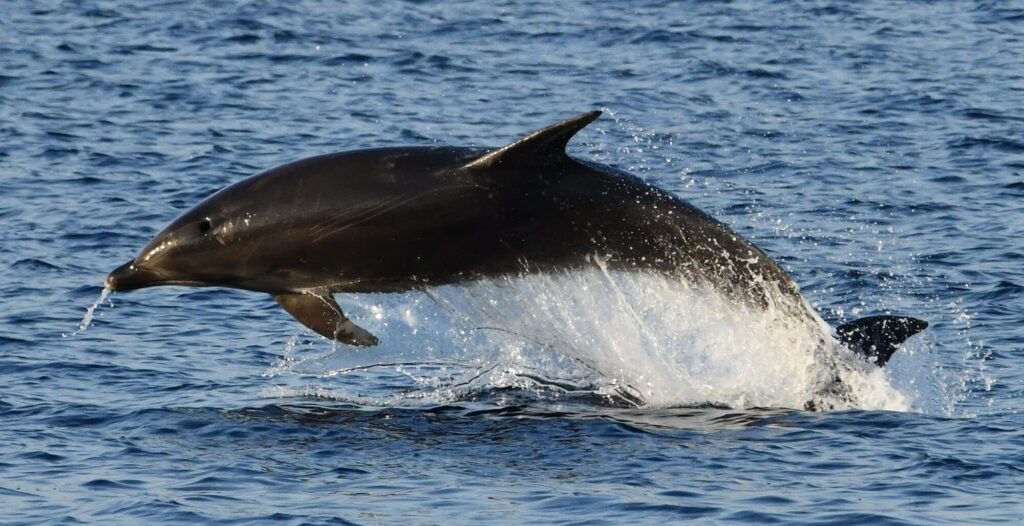 Photographie d'une Sortie en Mer au Lever du Soleil au large de Sainte-Marie-la-Mer. Un grand dauphin réalise un saut vrillé spectaculaire dans les airs, se découpant devant un ciel rouge intense, à bord du catamaran Navivoile