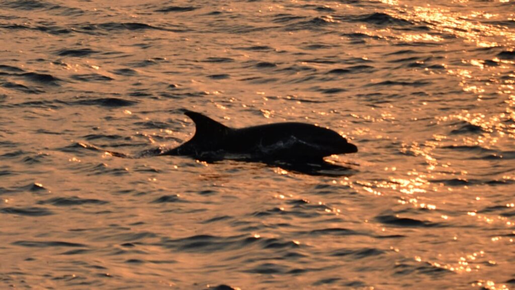 Photo d'une Sortie en Mer au Lever du Soleil face à Canet-en-Roussillon. Un grand dauphin émerge la tête hors de l'eau à grande vitesse, créant un sillage d'écume sous les premières lueurs du jour, observé depuis le catamaran Navivoile