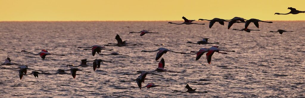 Photo d'une Sortie en Mer au Lever du Soleil face à Canet-en-Roussillon. Un vol de flamants roses survole la Méditerranée pour rejoindre l'étang de Salses-Leucate, capturé durant une excursion d'observation de dauphin à bord du catamaran Navivoile