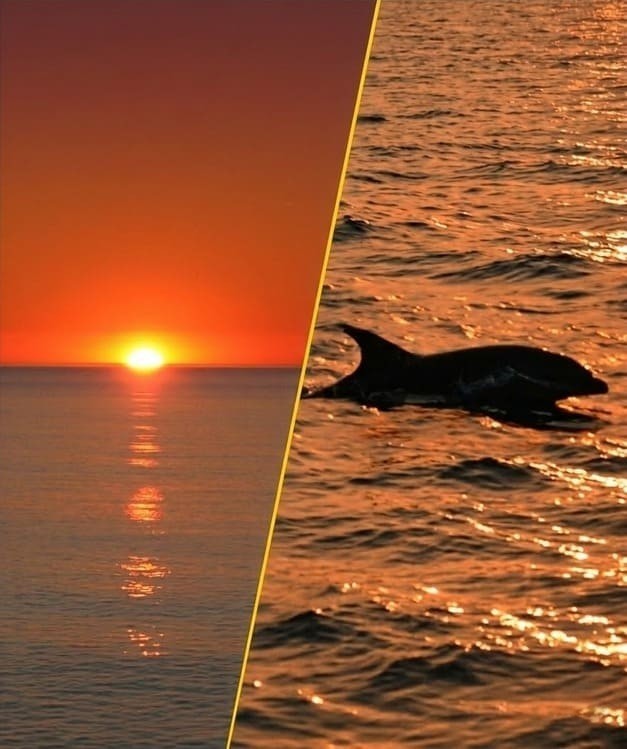 Observation du Grand dauphin au lever du soleil au départ de Canet-en-Roussillon