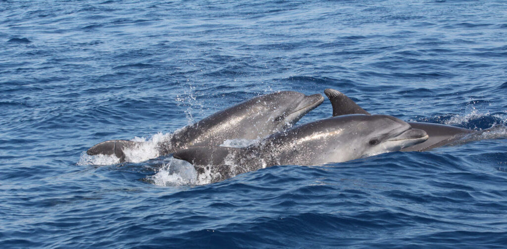 Trois Grands Dauphins (Tursiops truncatus) naviguant de conserve en surfant sur la houle et observant le navire au large du parc éolien flottant EFGL lors d'une Excursion dauphins à Canet avec le catamaran Navivoile