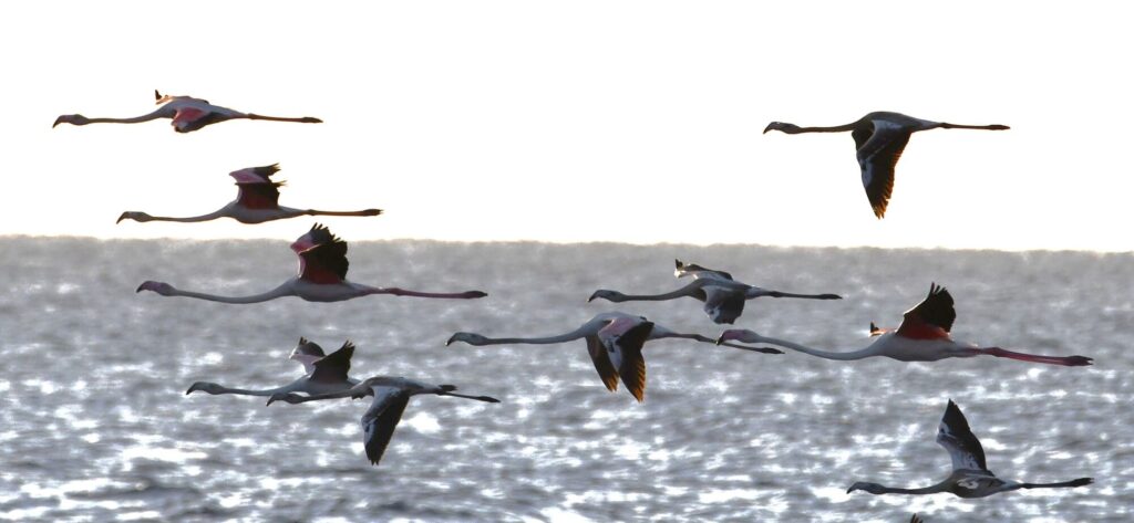 Un groupe de flamants roses volant en formation linéaire au-dessus de la mer devant la côte de Canet-en-Roussillon