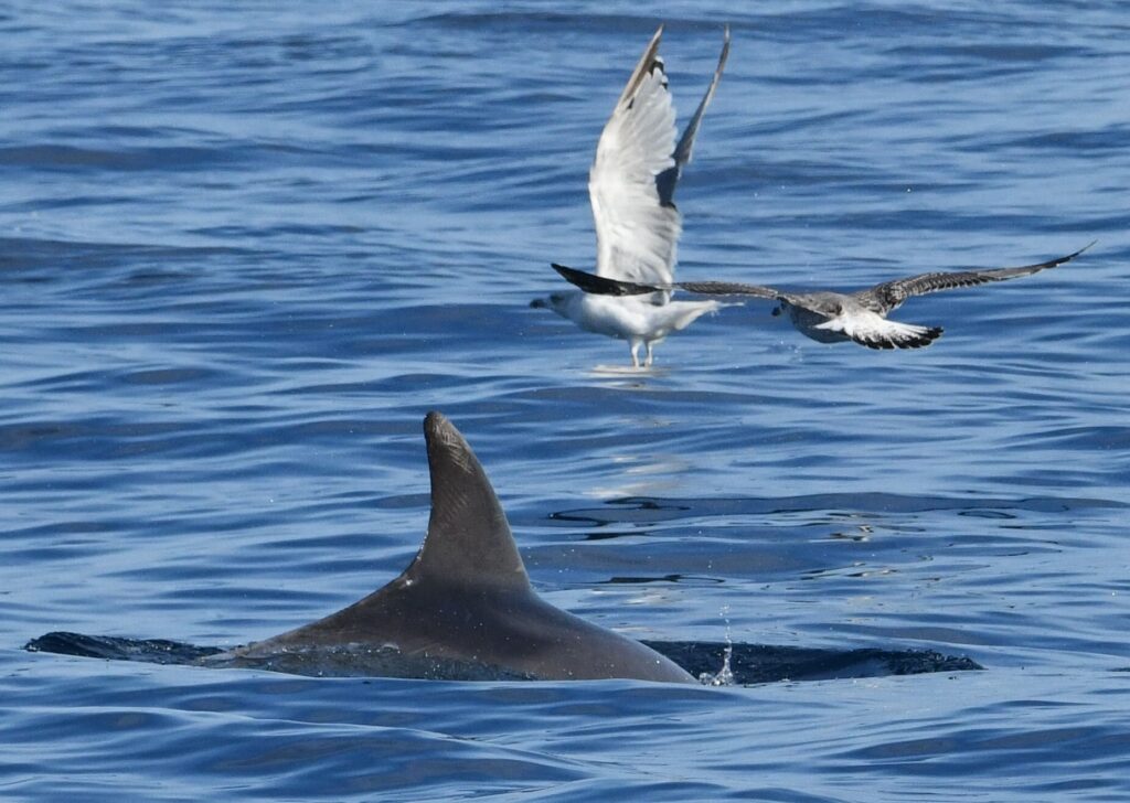 Un aileron de grand dauphin fendant la surface de l'eau avec deux jeunes goélands leucophées volant juste au-dessus