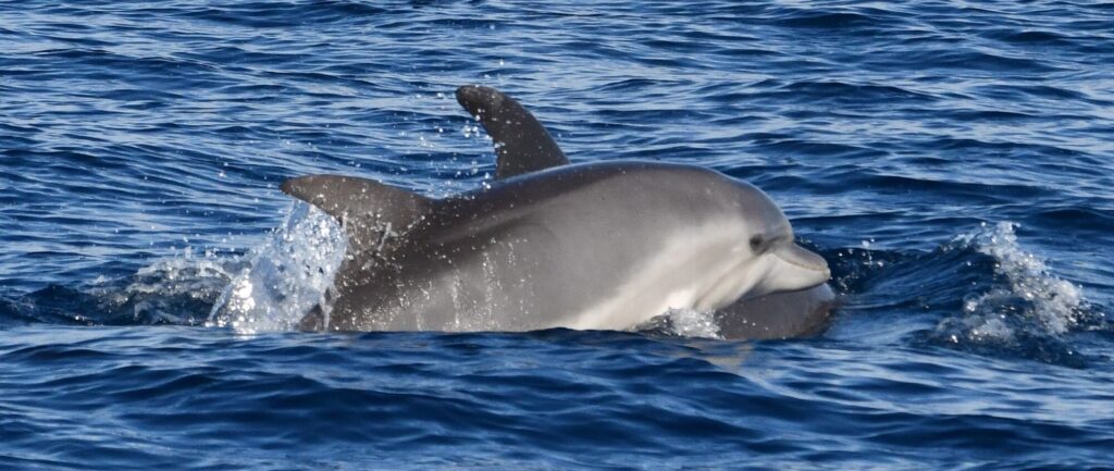 Deux grands dauphins nageant l'un derrière l'autre à la surface, laissant apparaître leurs ailerons dorsaux de façon alignée