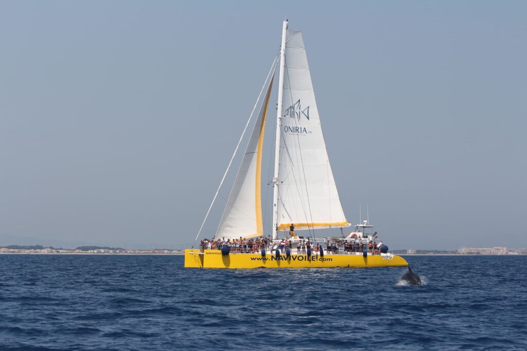Saut d'un grand dauphin devant le catamaran Navivoile naviguant sous voiles au large de Sainte-Marie-la-Mer