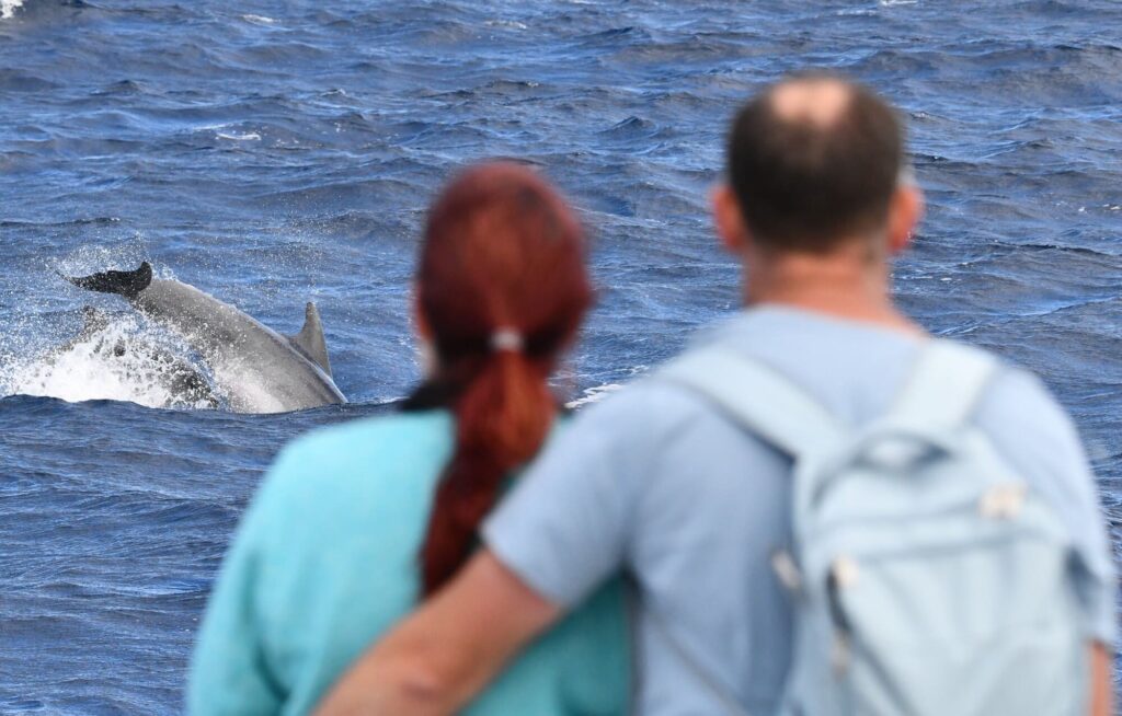 Un couple à l'avant du catamaran Navivoile observant un grand dauphin qui surgit de l'eau côté babord