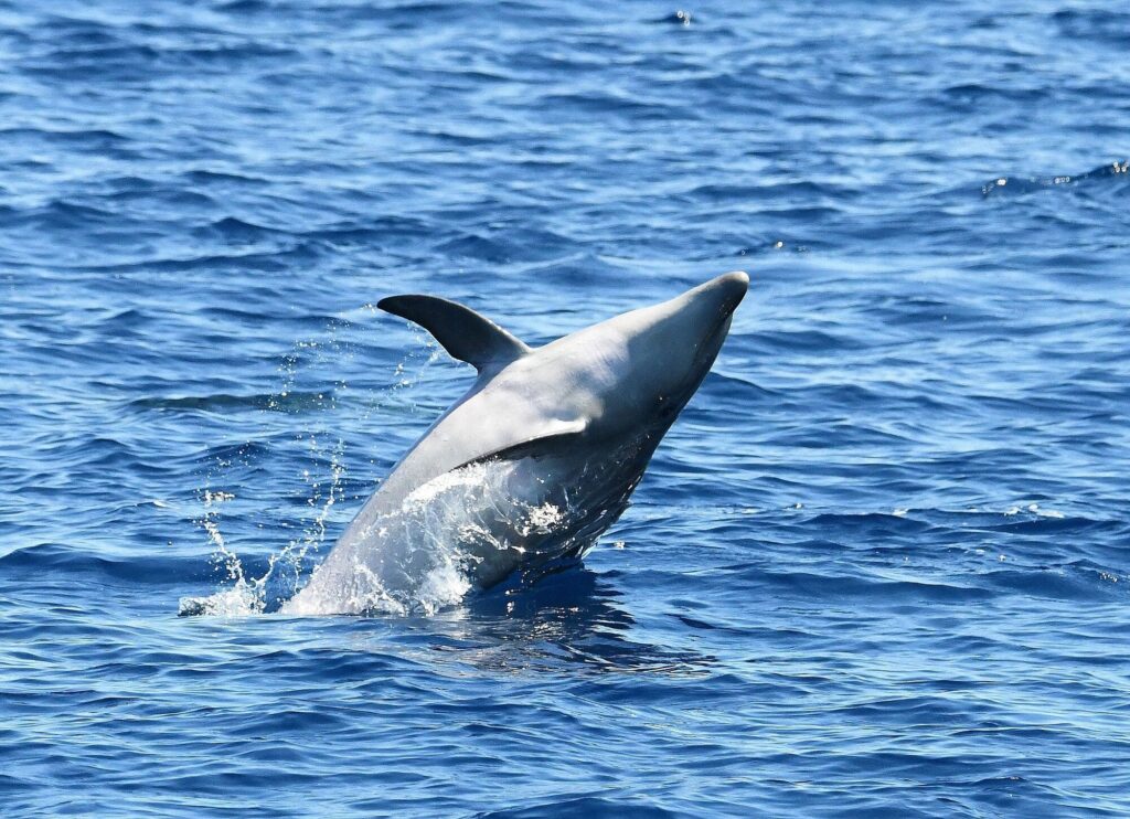 Un grand dauphin s'amusant à la surface de l'eau devant le littoral d'Argelès-sur-Mer, observé à faible distance depuis le catamaran lors d'une virée maritime au départ de Canet
