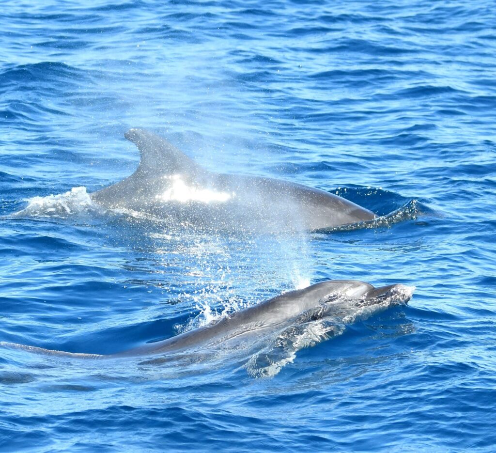 Deux grands dauphins venant respirer paisiblement à la surface de l'eau face aux falaises de Cerbère, observés de près lors d'une escapade maritime au départ de Canet
