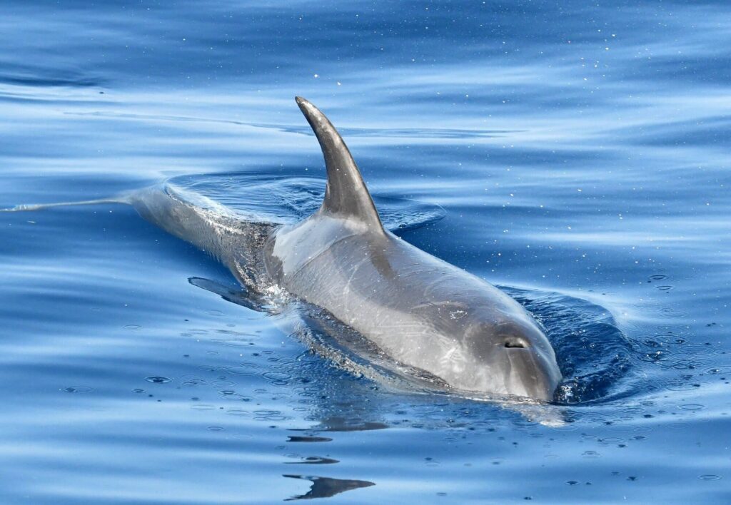 Un grand dauphin solitaire s'approchant de la coque du navire face à Port Saint-Cyprien, lors d'une expédition naturaliste en mer au départ de Canet-en-Roussillon