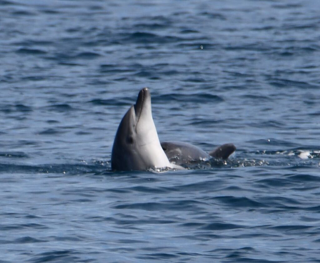 Un grand dauphin sort la tête verticalement hors de l'eau pour observer les passagers du Navivoile au large de Port-Vendres