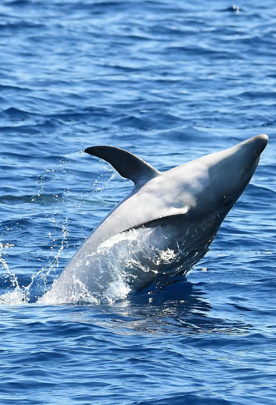 Croisière dauphins : vivez une journée exceptionnelle sur la côte Vermeille