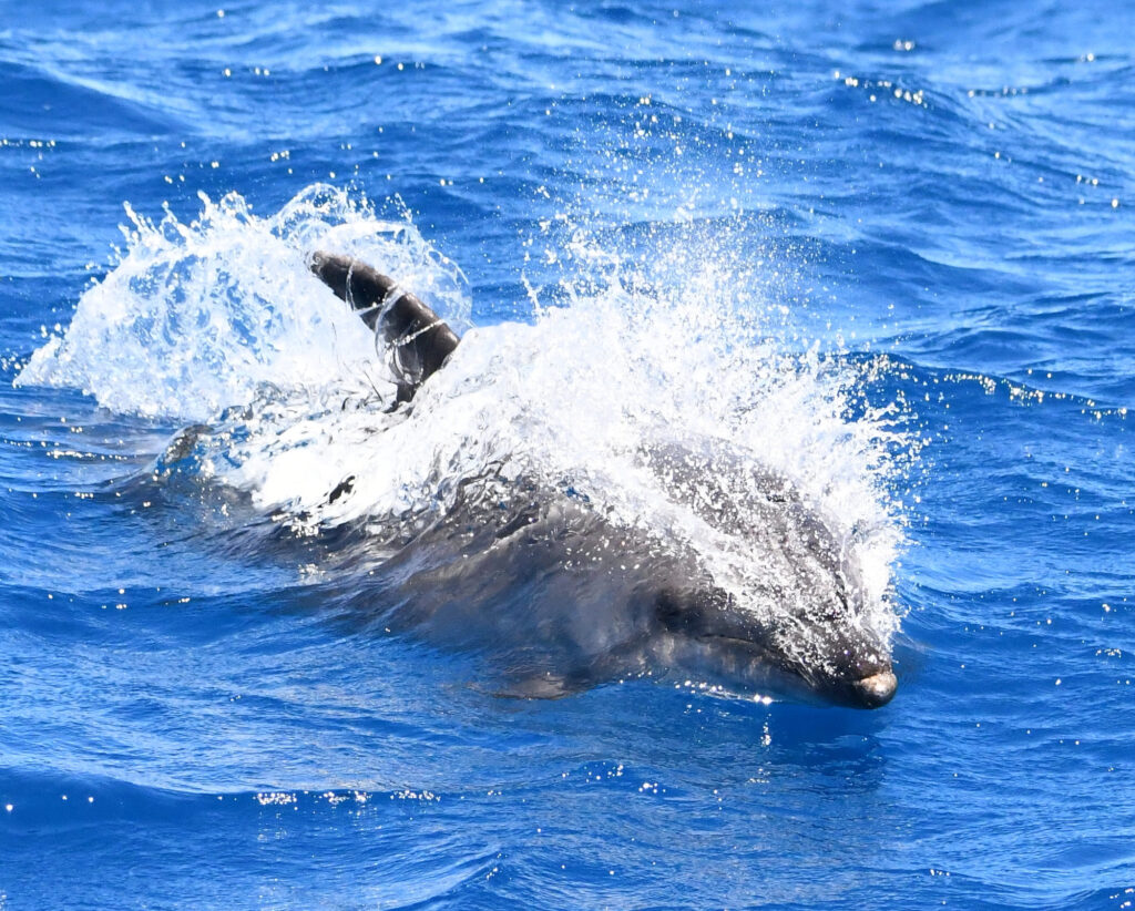 Un grand dauphin nageant à toute vitesse droit vers le bateau et fendant la surface de l'eau