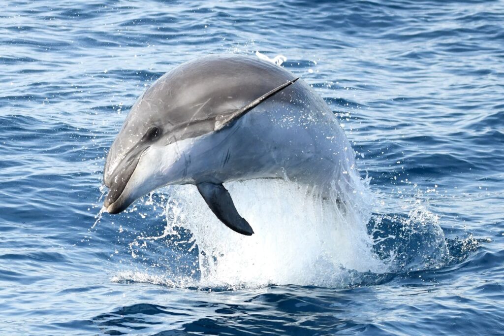 Photographie de face d'un grand dauphin effectuant une vrille spectaculaire lors de son saut, à proximité immédiate du navire pendant une sortie bateau à la journée à Canet