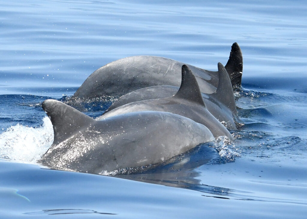 Qautre grands dauphins nageant côte à côte de manière synchronisée à la surface de l'eau