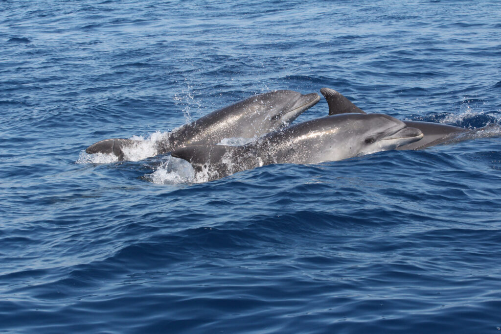 Trois jeunes grands dauphins respirant tranquillement à la surface de l'eau, alignés côte à côte