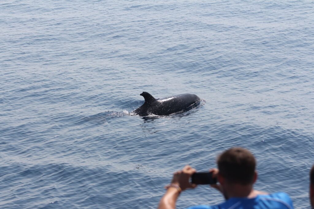 Un passager du catamaran Navivoile prend en photo un Grand Dauphin (Tursiops truncatus) dont l'aileron dorsal présente des cicatrices distinctives, lors d'une observation dauphins Port-Vendres au large du Cap de l'Abeille entre Banyuls et Cerbère