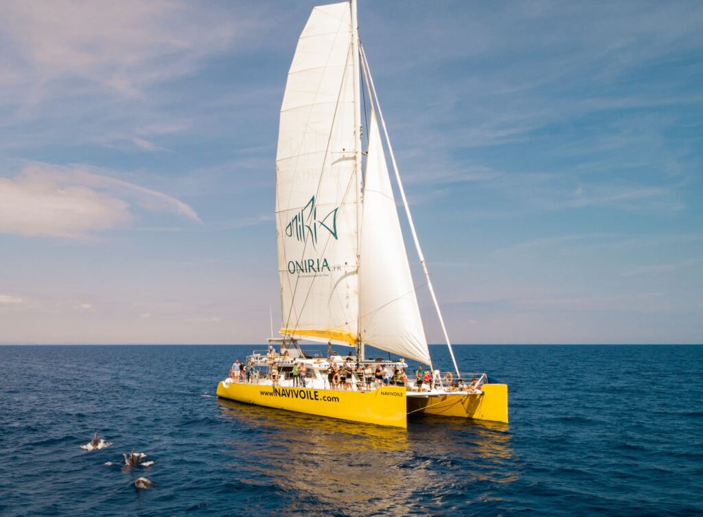 Le catamaran Navivoile naviguant sous voiles par légère brise, accompagné d'un groupe de Grands Dauphins (Tursiops truncatus) évoluant paisiblement sur l'avant tribord au large de Banyuls-sur-Mer, lors d'une observation dauphins Port-Vendres