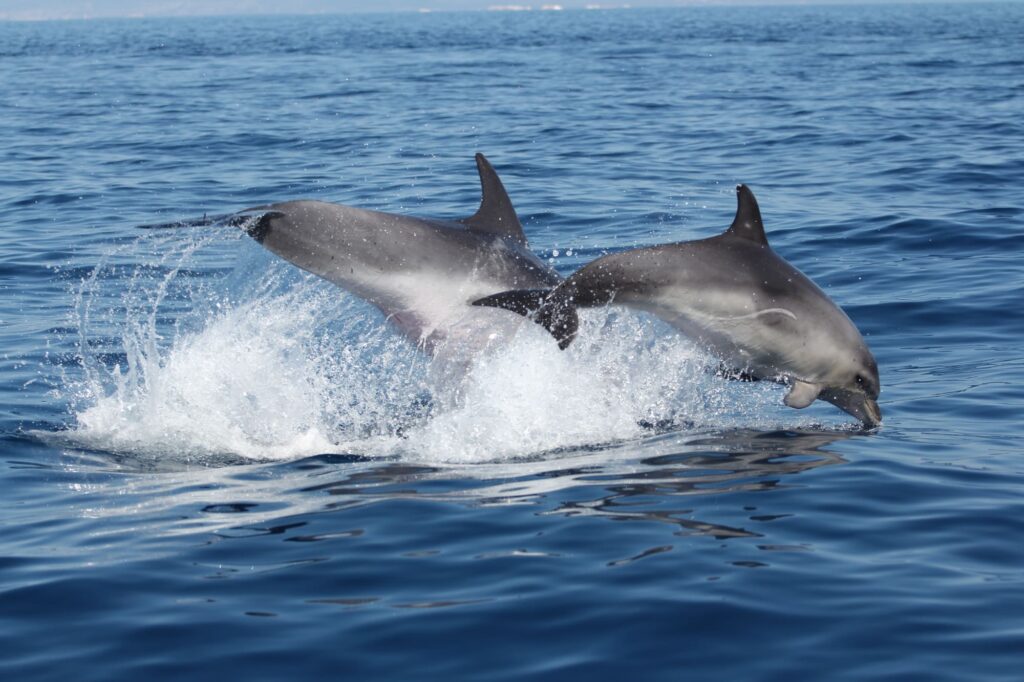 Photographie d'action montrant deux Grands Dauphins (Tursiops truncatus) en plein saut parfaitement synchronisé à grande vitesse, jaillissant de l'écume au large du Racou, lors d'une observation dauphins Port-Vendres avec le catamaran Navivoile