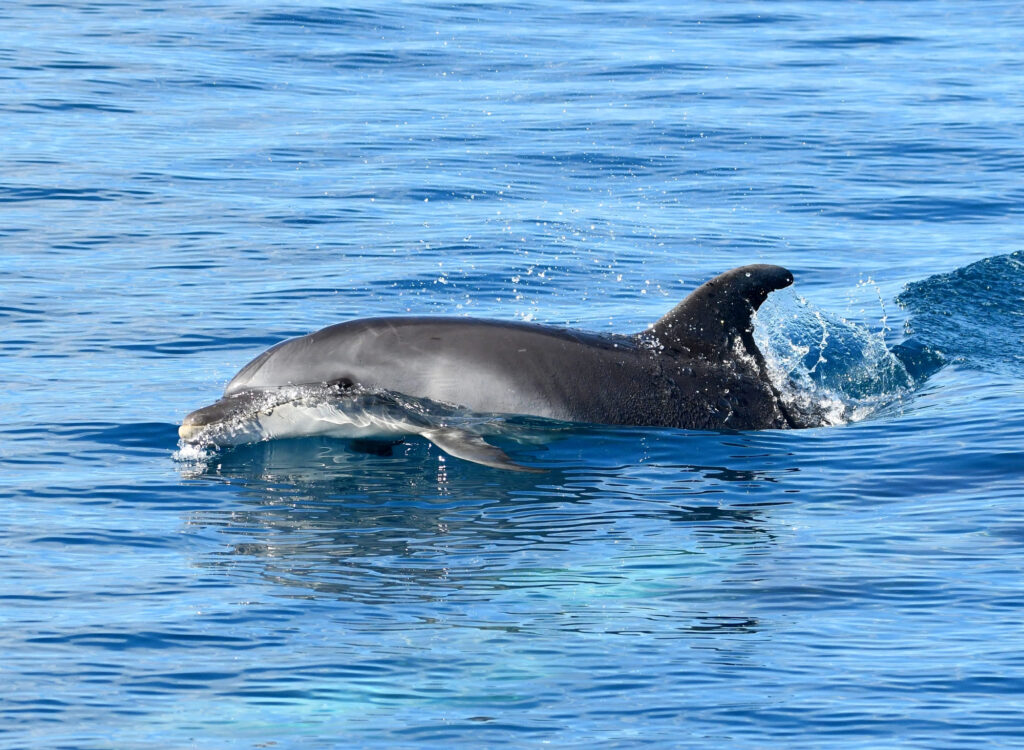 Photographie naturaliste d'un Grand Dauphin (Tursiops truncatus) jaillissant dynamiquement la tête presque hors de l'eau avec une expression curieuse et joueuse, lors d'une observation dauphins Port-Vendres au large de la baie de Paulilles avec le catamaran Navivoile