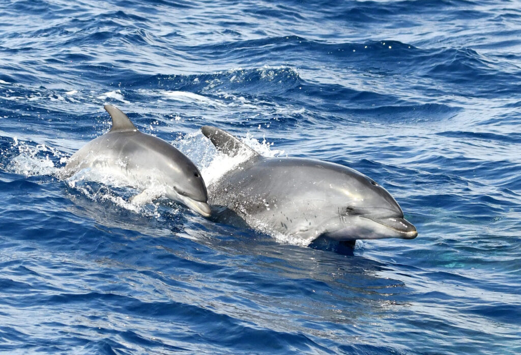 Une femelle Grand Dauphin (Tursiops truncatus) nageant flanc contre flanc avec son jeune delphineau à la surface de l'eau, au cœur de la Réserve Naturelle Marine de Cerbère-Banyuls, lors d'une observation dauphins Port-Vendres avec le catamaran Navivoile