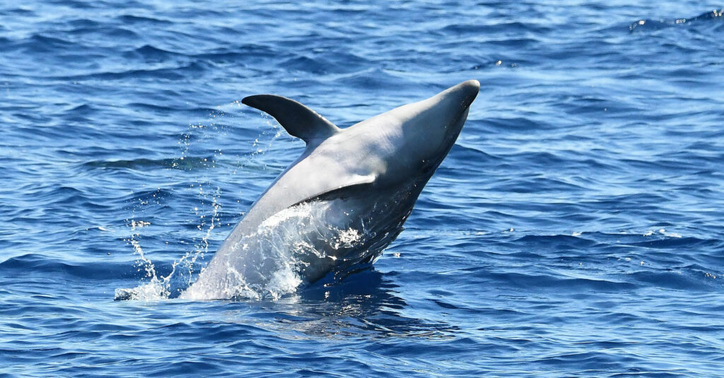Photographie naturaliste d'un Grand Dauphin adulte (Tursiops truncatus) jaillissant dynamiquement la tête hors de l'eau en jouant à proximité du navire, avec la silhouette de Collioure en arrière-plan, lors d'une observation dauphins Port-Vendres avec le catamaran Navivoile