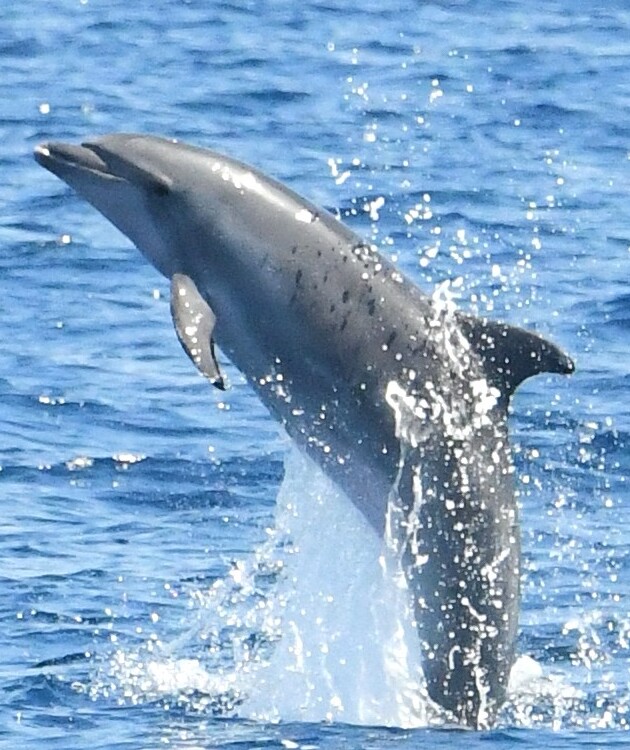 Observation du Grand dauphin au départ de Port-Vendres