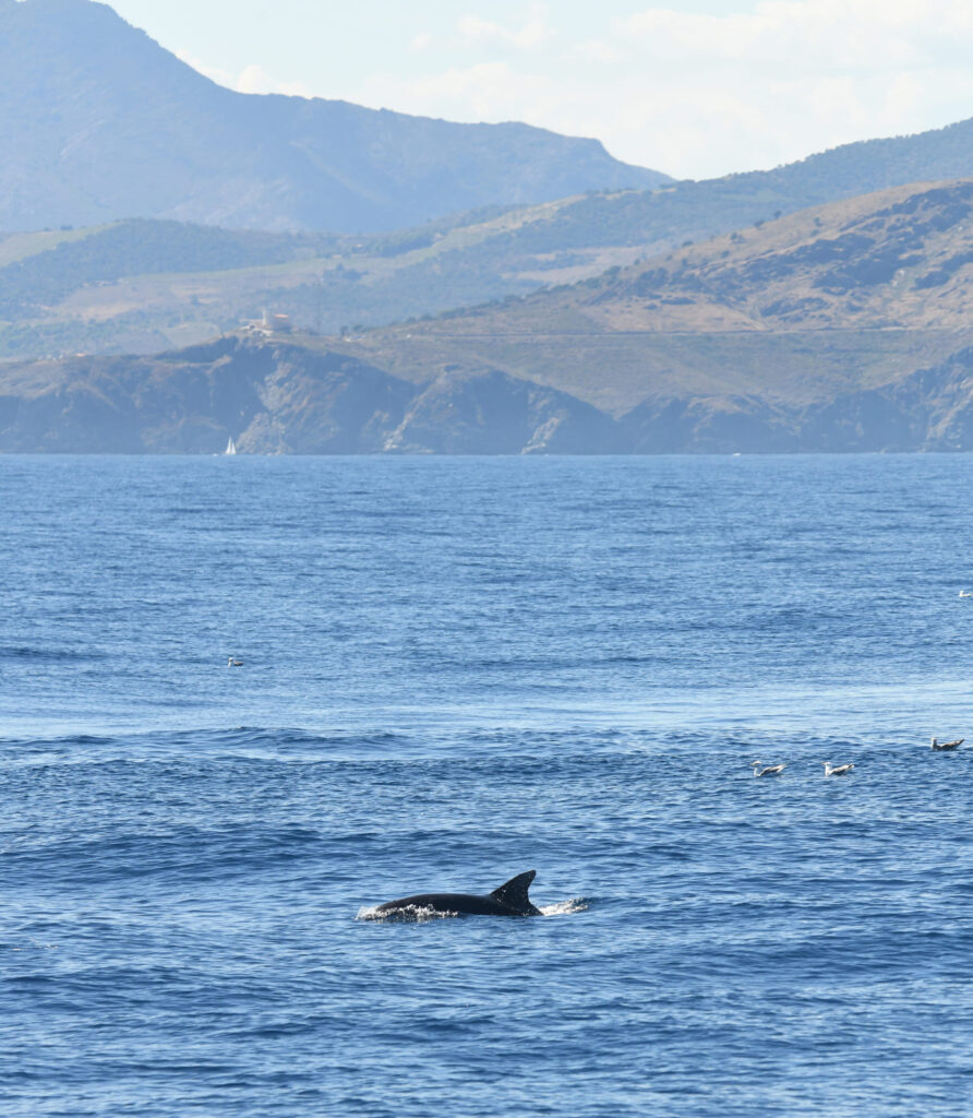 Photographie naturaliste d'un Grand Dauphin adulte (Tursiops truncatus) évoluant paisiblement et en solitaire à la surface au large de Collioure, avec la colline du Cap Béar et le col de Banyuls-sur-Mer en arrière-plan, lors d'une observation dauphins Port-Vendres avec le catamaran Navivoile