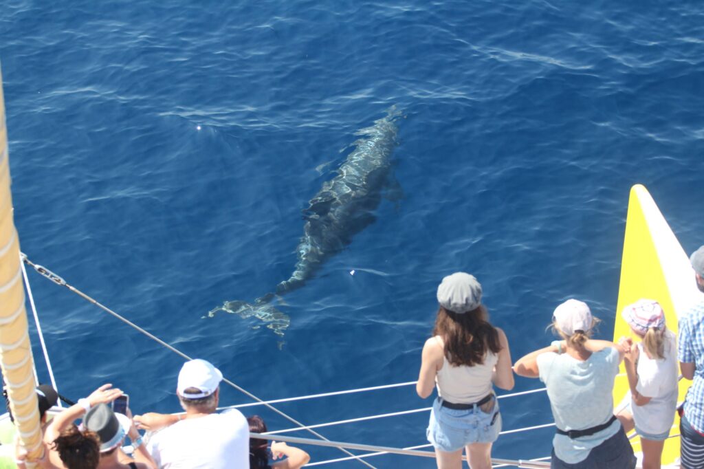 Vue depuis le pont de passagers observant un Grand Dauphin (Tursiops truncatus) nageant juste sous la surface de l'eau claire devant l'étrave du catamaran Navivoile en navigation sous voiles, avec le phare du Cap Béar visible à 2 milles nautiques en arrière-plan, lors d'une observation dauphins Port-Vendres