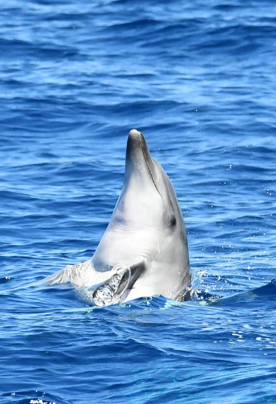 Une sortie nature et découverte au départ de Port-Vendres
