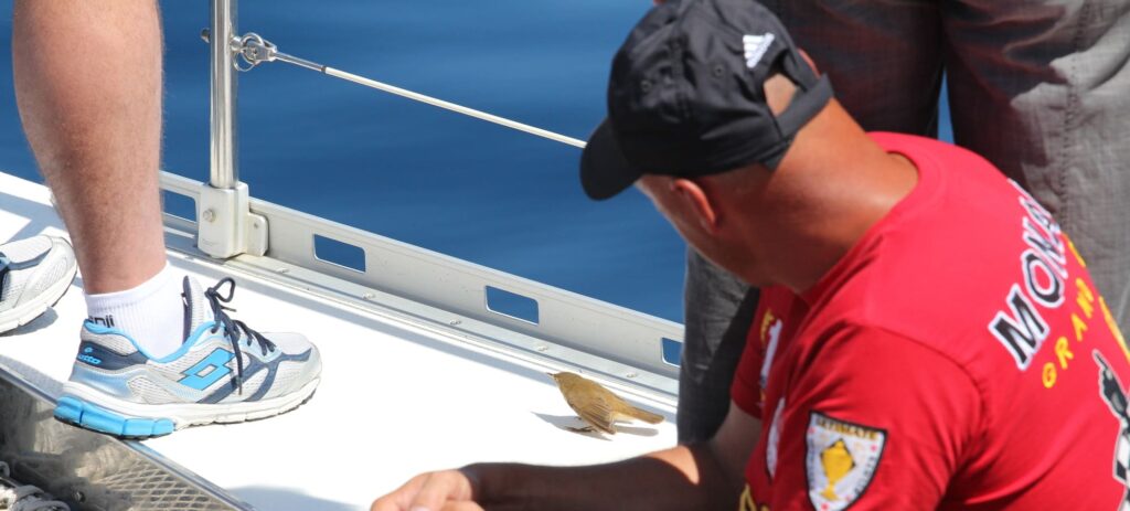 Un petit passereau migrateur épuisé fait une halte sur le pont du catamaran Navivoile au milieu des passagers, lors d'une traversée au large de l'Espagne pendant une observation dauphins Port-Vendres