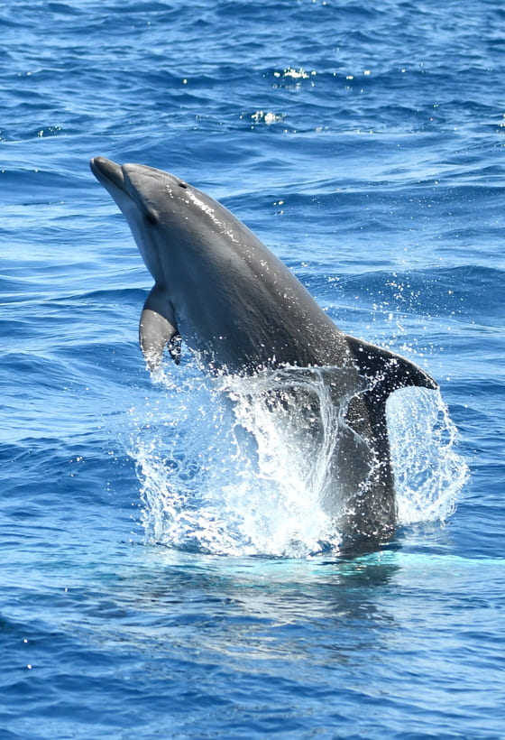 Envie de vivre une expérience unique en Méditerranée, vivez la sortie bateau à la journée à Canet 