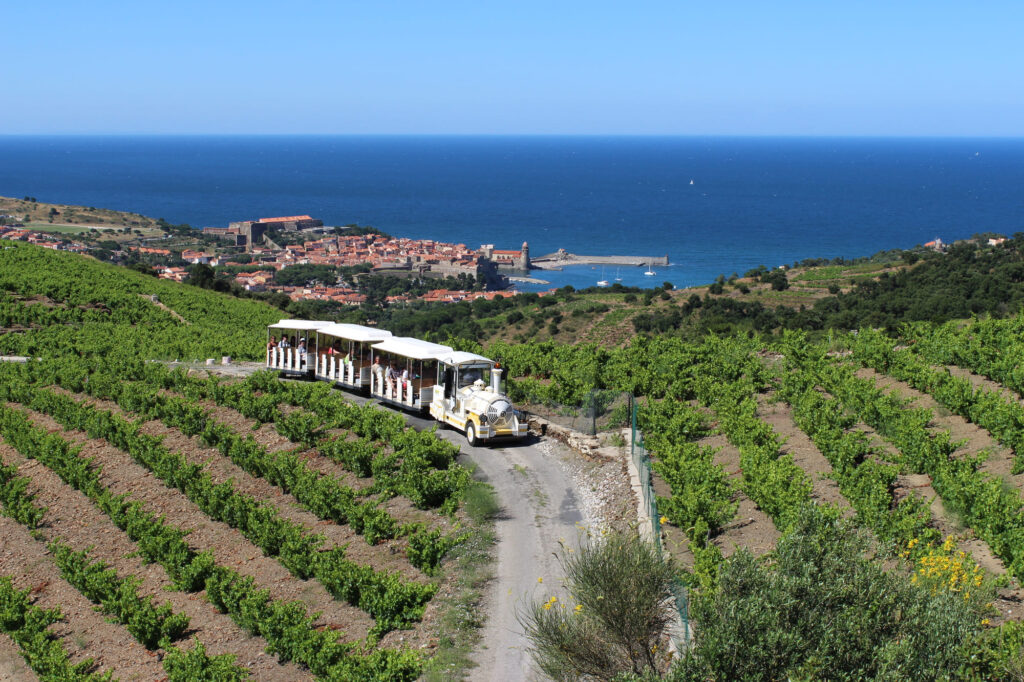Le petit train touristique circulant sur les hauteurs de Collioure au milieu des vignobles en terrasse