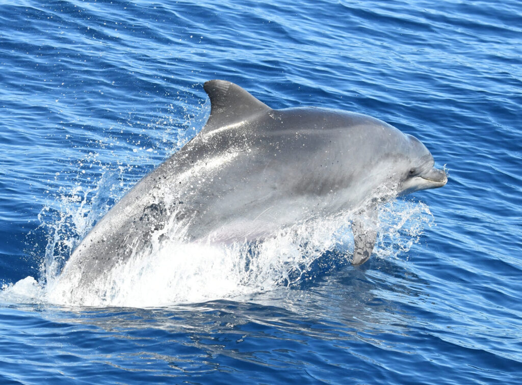 Portrait d'un grand dauphin avec la tête hors de l'eau nous observant avec son œil droit au large de la côte catalane