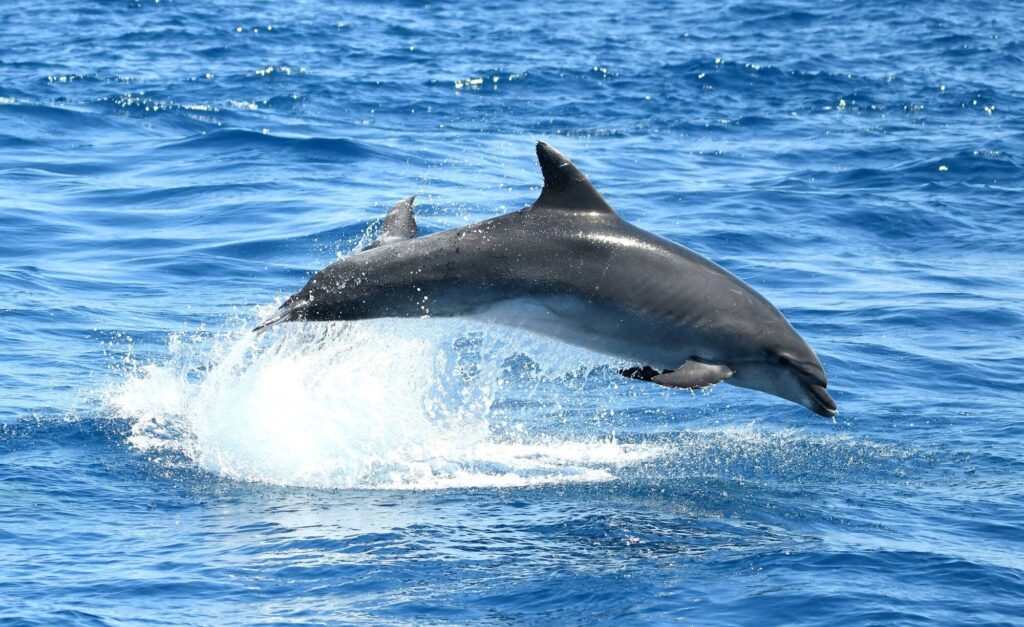 Un grand dauphin réalise un saut spectaculaire hors de l'eau au large de la Côte Vermeille avec le catamaran Navivoile
