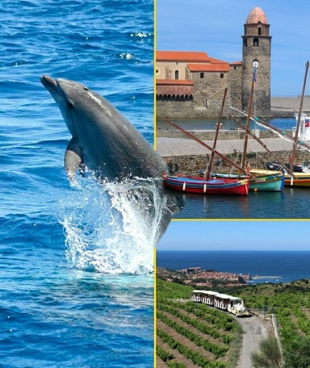 Dauphins avec escale à Port-Vendres et Collioure