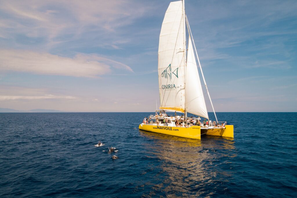 Le catamaran Navivoile naviguant sous voiles avec des dauphins jouant devant l'étrave, au large du Barcarès. La grand-voile affiche le logo de l'aquarium Oniria. Scène spectaculaire du principal catamaran à voile à Canet-en-Roussillon et Port-Vendres