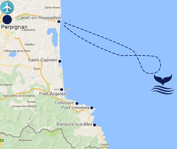 croisière découverte des baleines et dauphins au départ de canet-en-roussillon à bord du catamaran NAVIVOILE